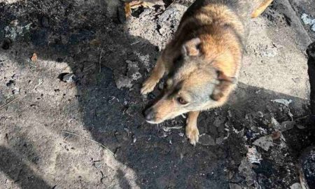 Під Дніпром горів притулок «Пегас», де живуть 800 тварин, постраждав і будинок ВПО (фото)