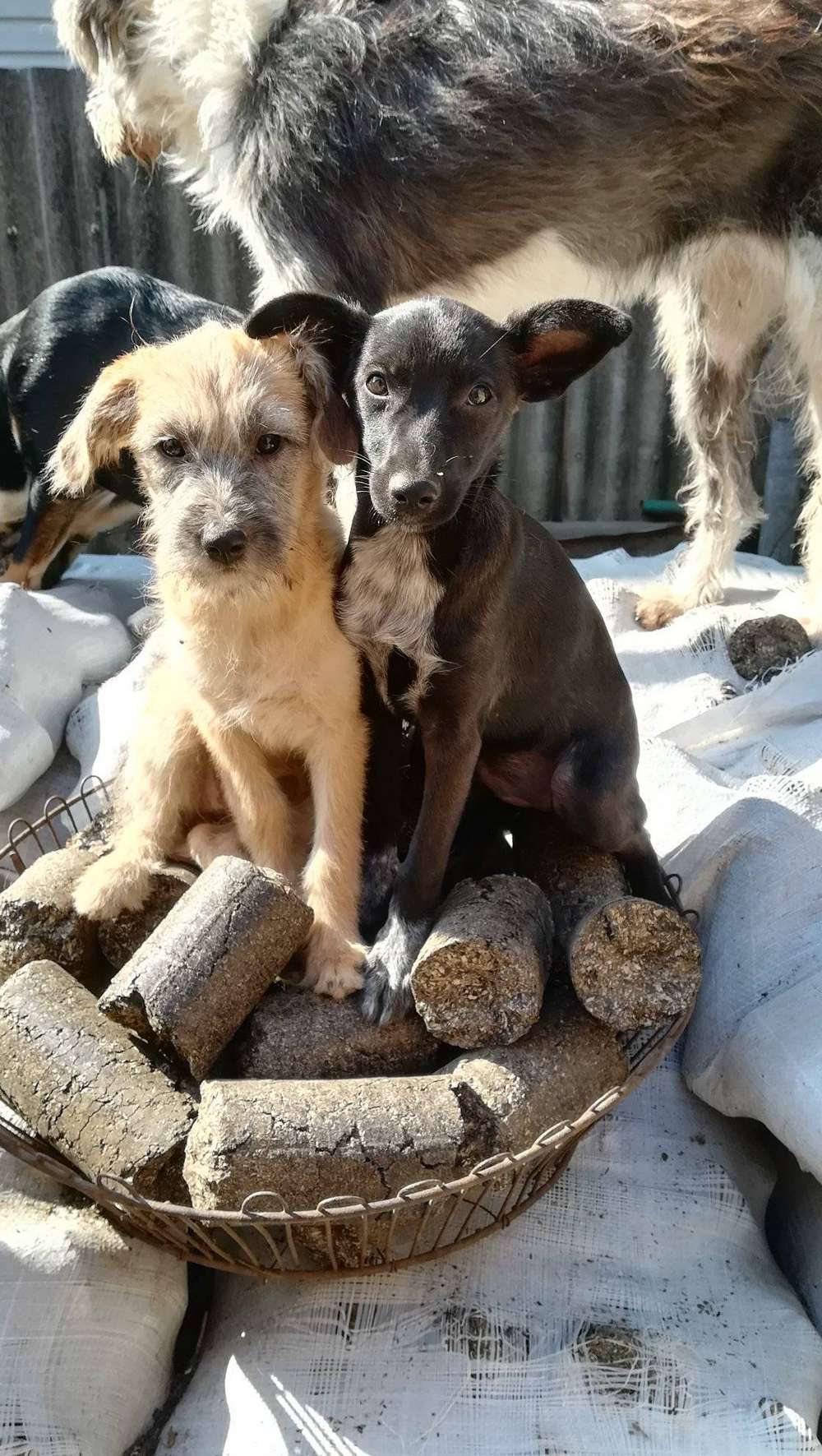 «Так і тримаються поруч після страхіття»: військові привезли у Нікополь двох собачок – їм потрібен дім
