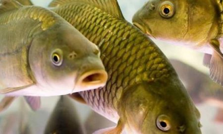 З 1 листопада на Дніпропетровщині заборонять ловити рибу у зимувальних ямах