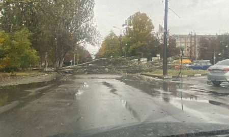 У Нікополі впало дерево: обмежено рух транспорту на одній із ділянок