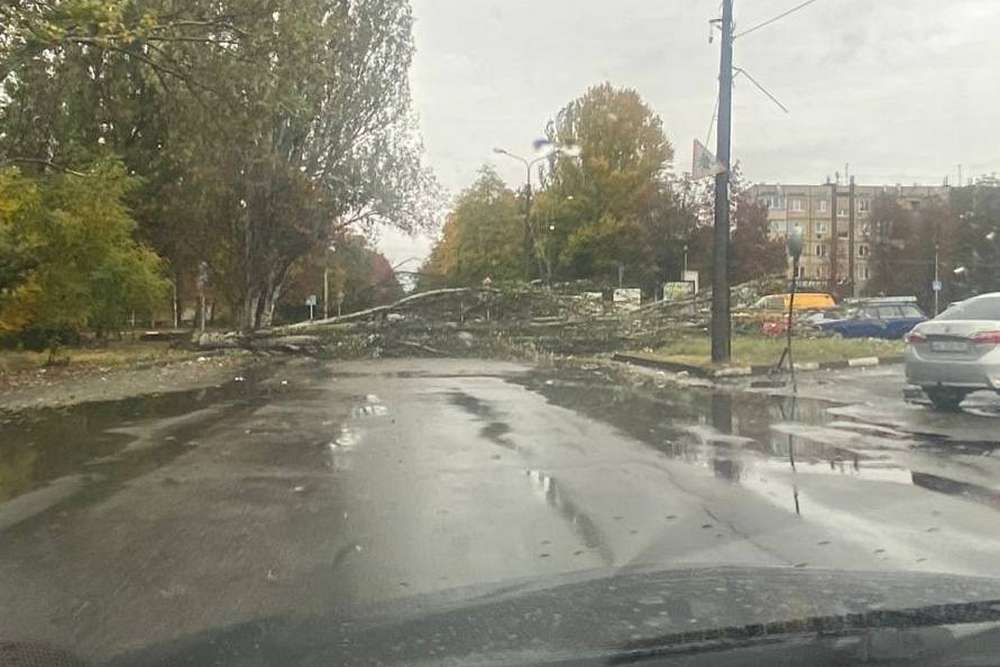 У Нікополі впало дерево: обмежено рух транспорту на одній із ділянок