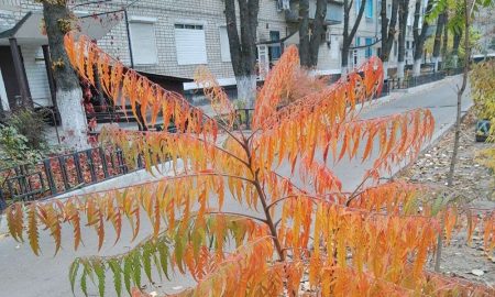 Тепло і сухо: якою буде погода у Нікополі 29 жовтня