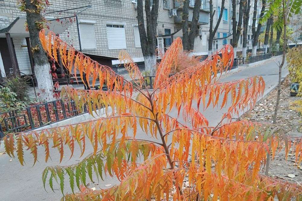 Тепло і сухо: якою буде погода у Нікополі 29 жовтня