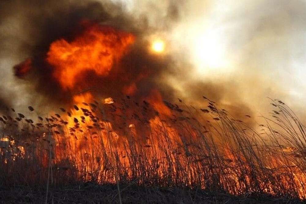Від 10 до 15 років або довічне: мешканцям Нікополя нагадали про покарання за підпали сухої рослинності
