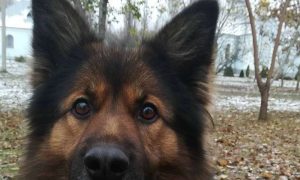 У Нікополі пес прийшов шукати допомоги ближче до Бога: живе на купі листя біля церкви