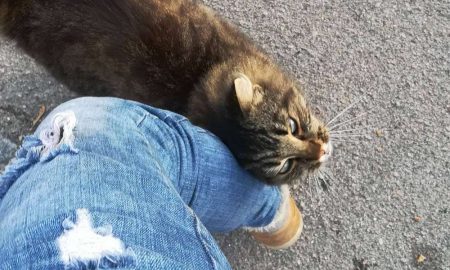 У Нікополі волонтерка годує котів, там де заборонено ходити – одного котика окупанти вже вбили