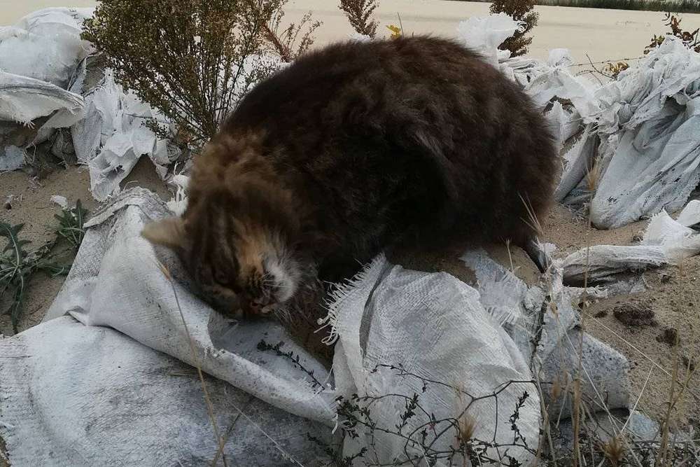 У Нікополі волонтерка годує котів, там де заборонено ходити – одного котика окупанти вже вбили