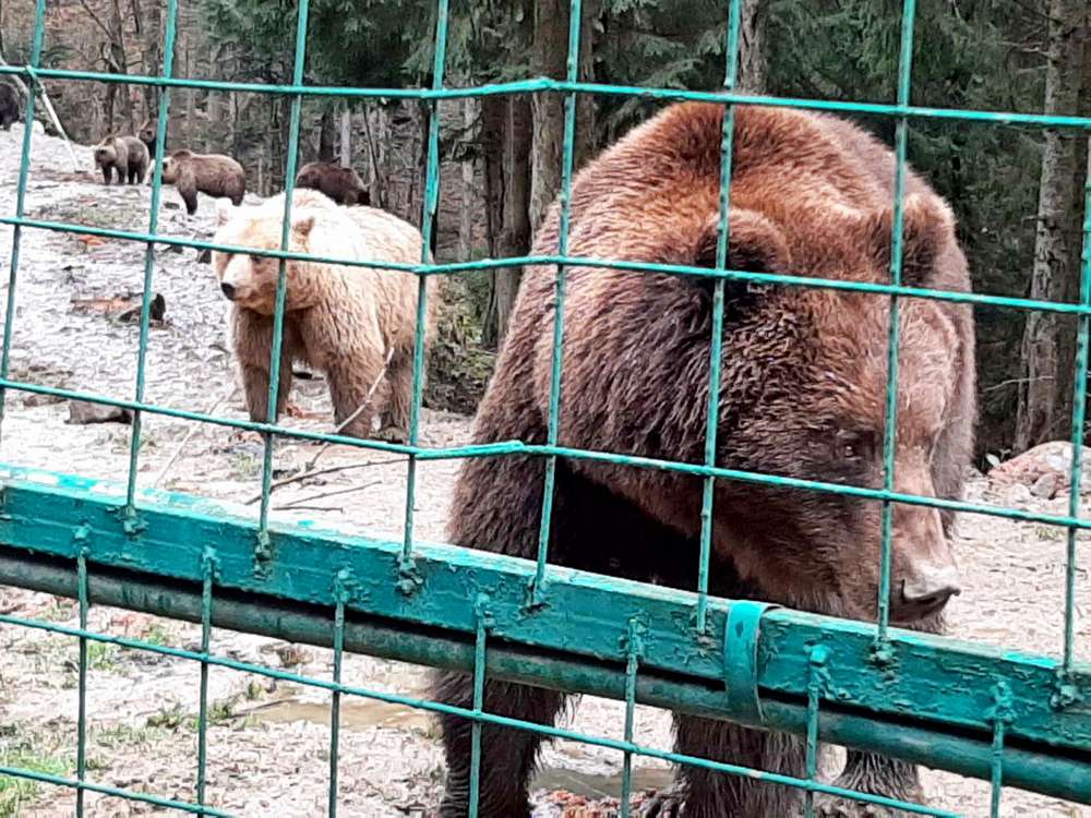 Як нікопольські діти відпочили на Закарпатті: фото