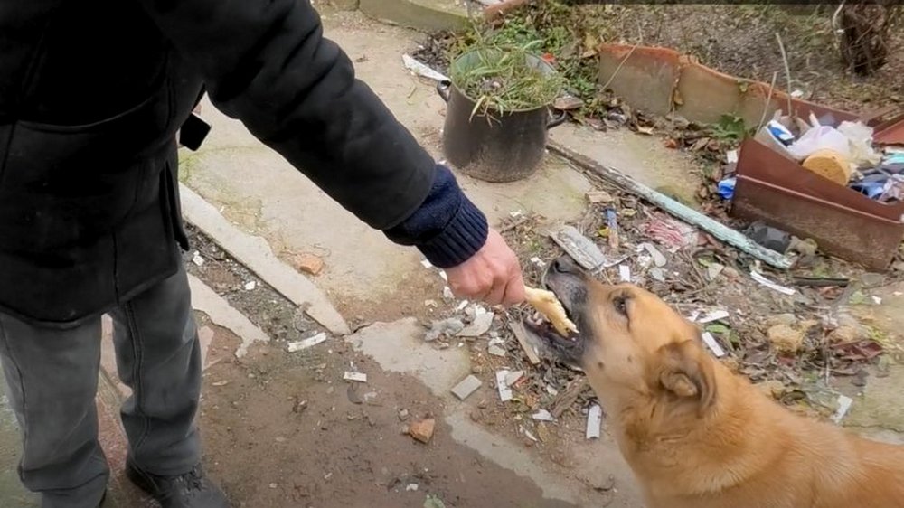 У Нікополі чоловік прихистив понад 20 собак (відео)
