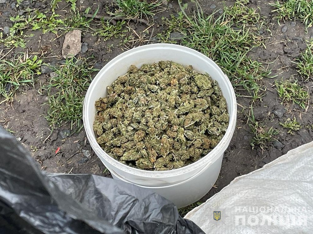 На Дніпропетровщині вилучили понад 100 кг марихуани (відео)