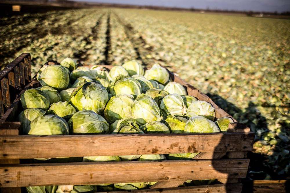 На Дніпропетровщині фермери збирають овочі борщового набору – скільки вже в коморах (фото)
