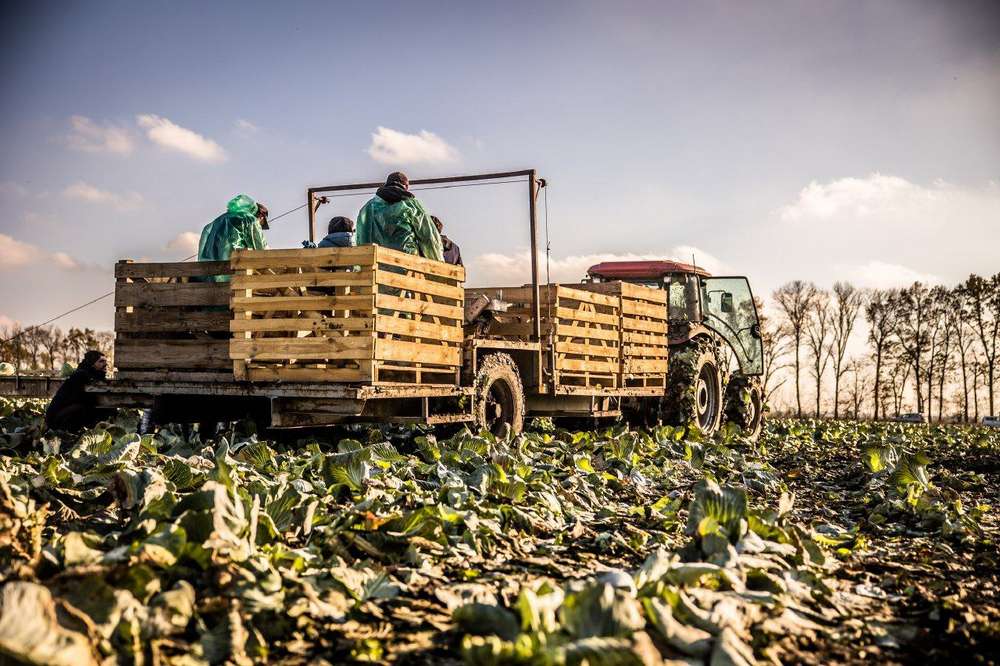 На Дніпропетровщині фермери збирають овочі борщового набору – скільки вже в коморах (фото)