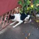 У Нікополі собака застрягла головою у паркані – її рятували 4 надзвичайників
