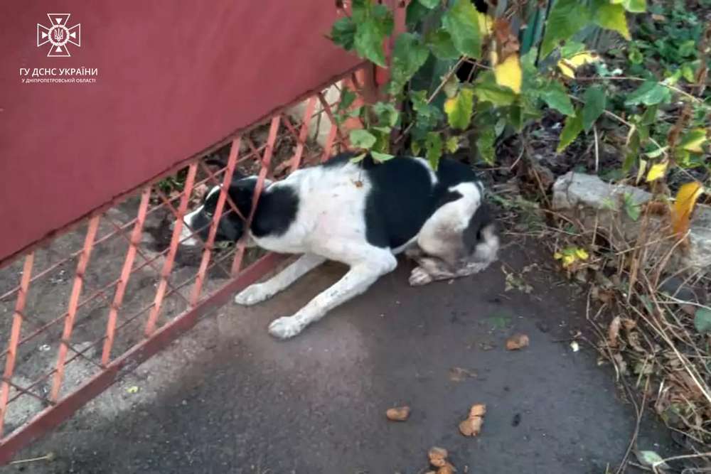У Нікополі собака застрягла головою у паркані – її рятували 4 надзвичайників