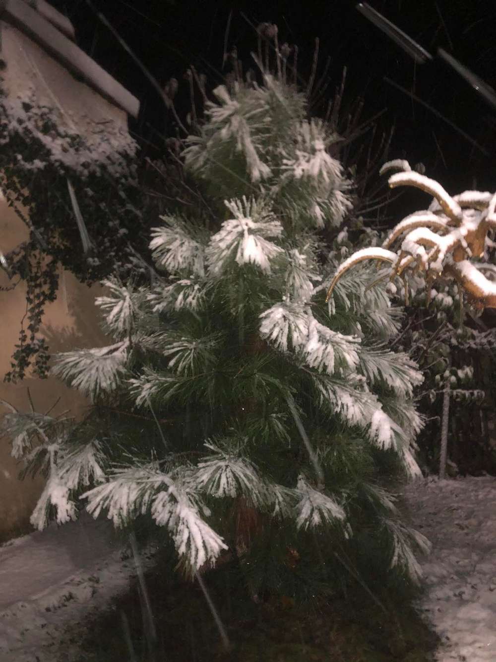 На Нікопольщині 19 листопада випав перший сніг (фото, відео)