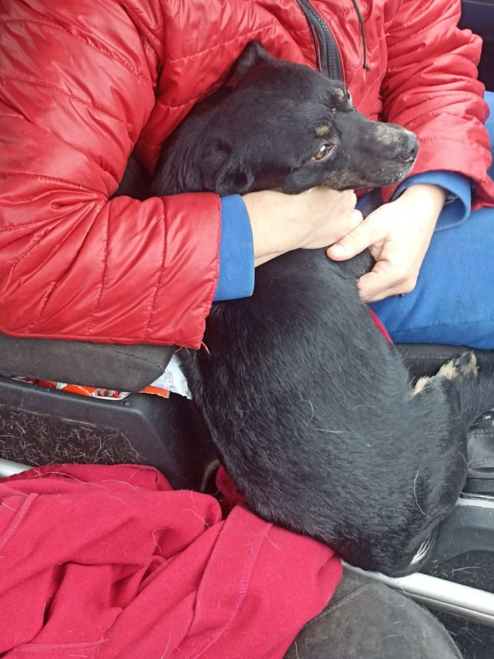 У Нікополі загинула під обстрілом людина, і залишила дім з 7 собаками (фото)