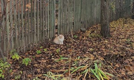 Дуже тепло і сонячно: якою буде погода у Нікополі 3 грудня