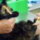 Як у Нікополі під обстрілами працює ветеринарна клініка (відео)