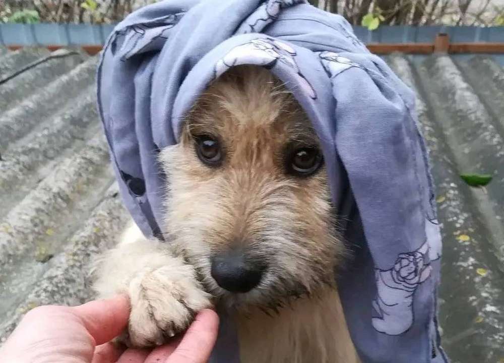 Справжня Попелюшка: за покинутою під обстрілами в Нікополі собачкою приїхали аж з Італії! (відео)