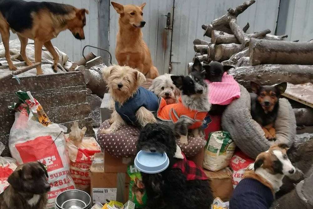 «Собачата раділи як діти» - до Нікополя завітав благодійник з подарунками (фото, відео)