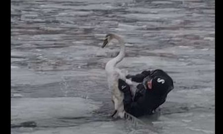 У ДСНС показали, як рятували лебедя на кризі у Дніпрі (відео)