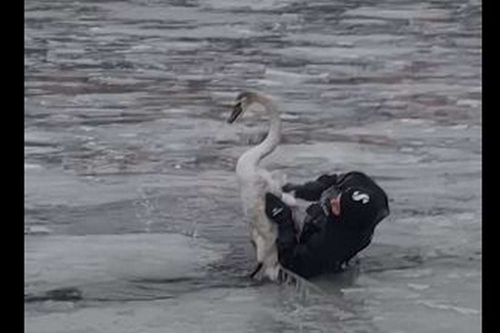 У ДСНС показали, як рятували лебедя на кризі у Дніпрі (відео)