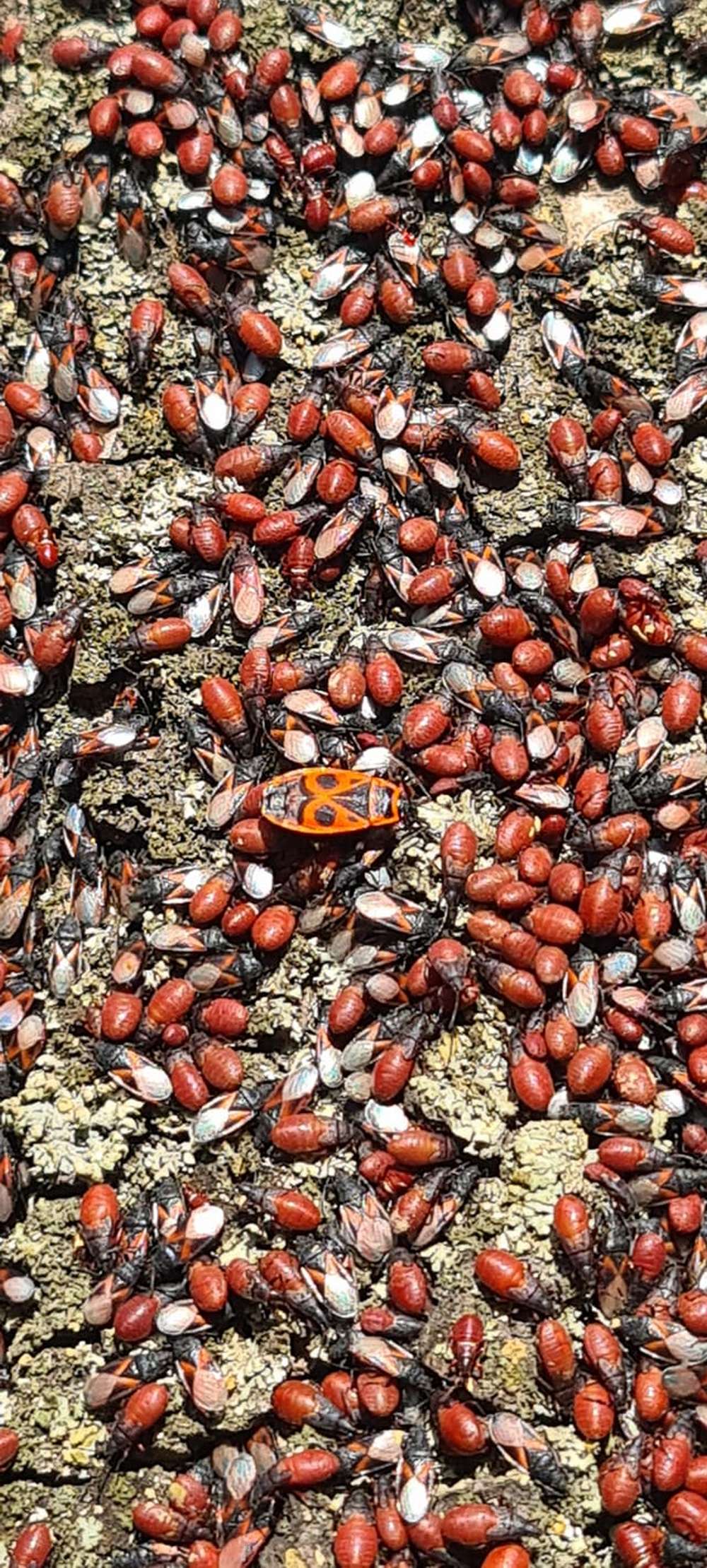У Нікополі помітили незвичних комах: липовий клоп – що про нього відомо