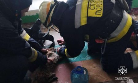 На Дніпропетровщині врятували котика, який був у квартирі під час пожежі сам