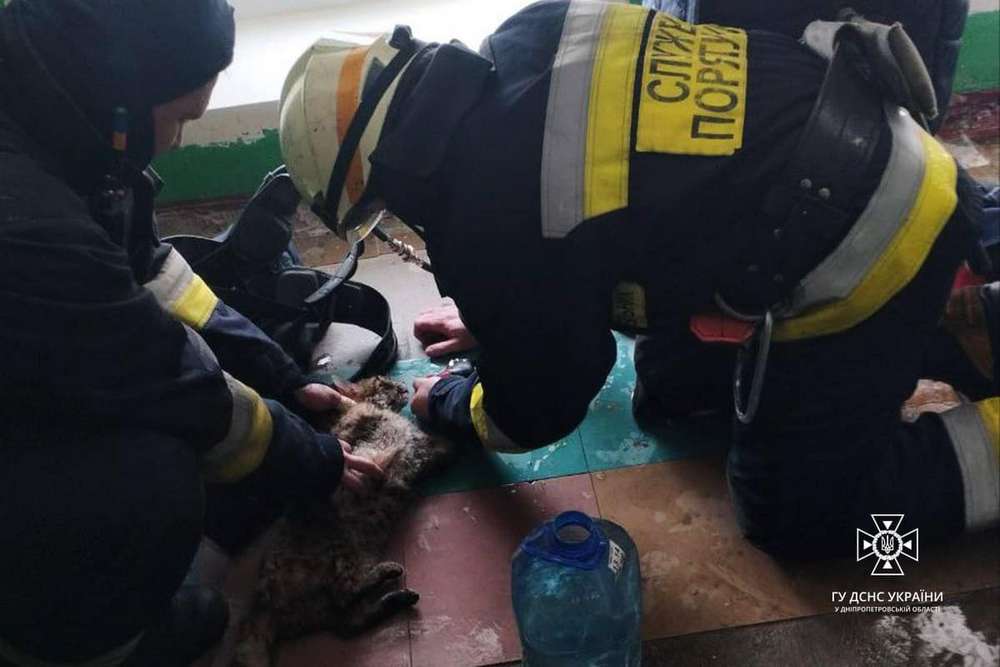 На Дніпропетровщині врятували котика, який був у квартирі під час пожежі сам