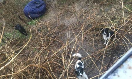 Родина виїхала, а у дворі залишилися три собачки: у Нікополі шукають дім для песиків