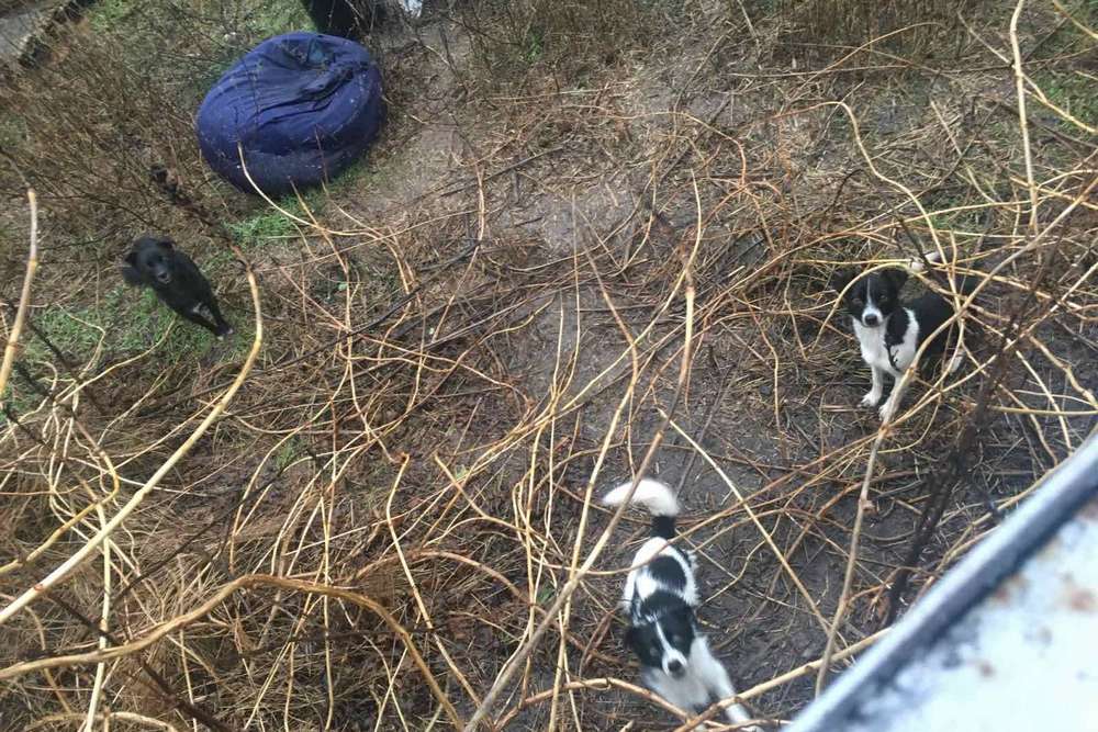 Родина виїхала, а у дворі залишилися три собачки: у Нікополі шукають дім для песиків