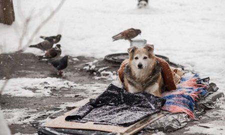 У Томаківці волонтерка допомагає покинутим тваринам пережити зиму: потрібна підтримка