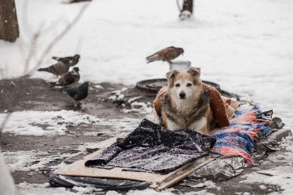 У Томаківці волонтерка допомагає покинутим тваринам пережити зиму: потрібна підтримка