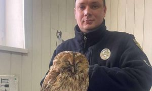 У Кривому Розі поліцейський врятував поранену сову рідкісного виду