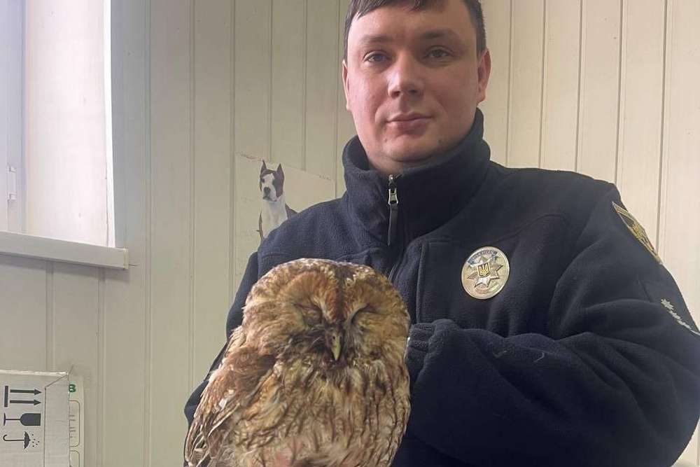 У Кривому Розі поліцейський врятував поранену сову рідкісного виду
