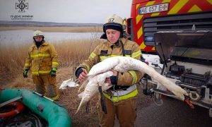 На Дніпропетровщині надзвичайники врятували лебедя з крижаної пастки
