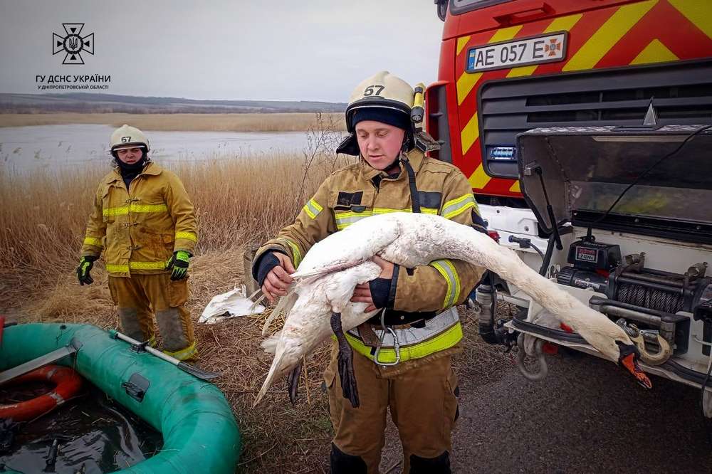 На Дніпропетровщині надзвичайники врятували лебедя з крижаної пастки