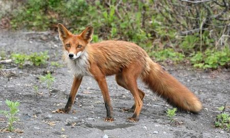 На Нікопольщині лисиця напала на жінку з  дітьми