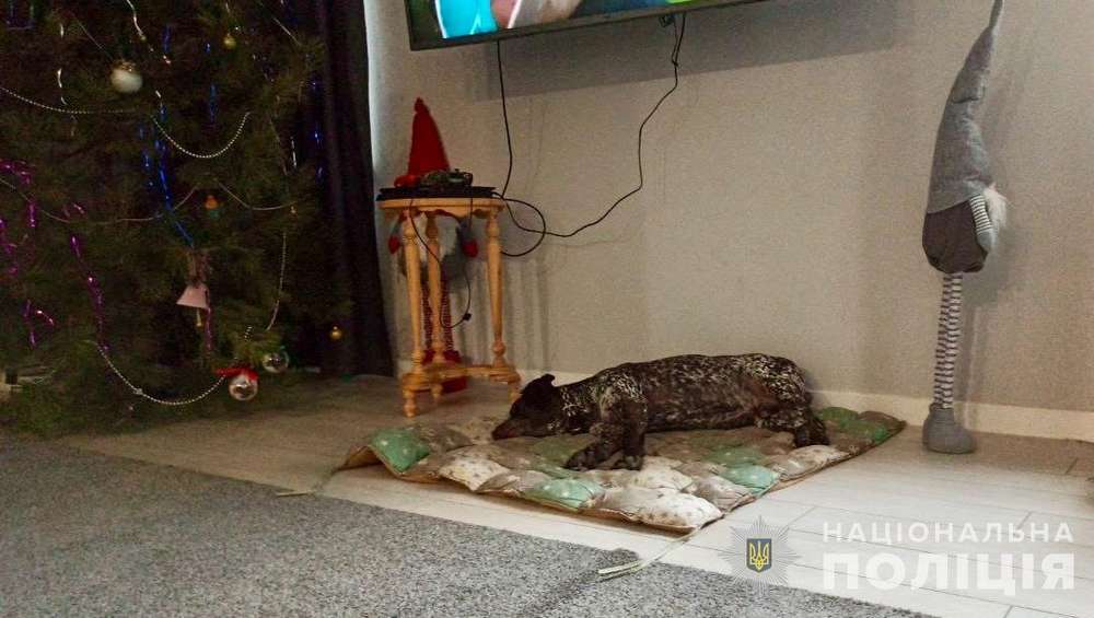 Поліцейський з Дніпра врятував з-під обстрілів собаку і забрав у свою родину