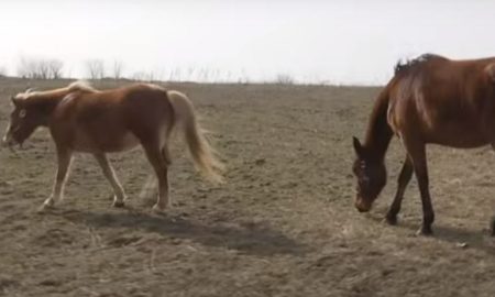 «Звикли до дзижчання дронів і вибухів»: як у Нікополі виживають 14 коней на ранчо (відео)