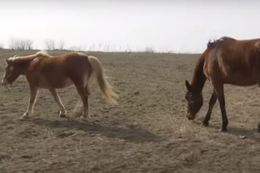 «Звикли до дзижчання дронів і вибухів»: як у Нікополі виживають 14 коней на ранчо (відео)