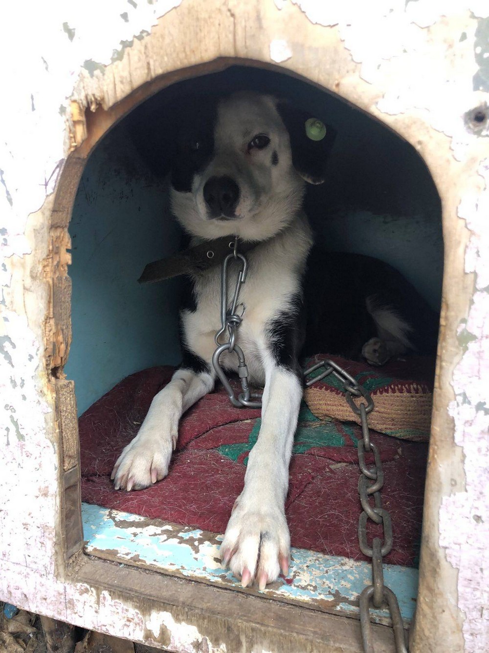 У Нікополі собачка Зіна по драбині підіймається на дах дитсадка і охороняє його – але її виселяють