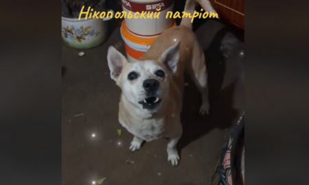 Пес з Нікополя співає Гімн України (відео)