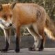 «Ходять як на роботу»: у селах на Нікопольщині «господарюють» дикі лисиці