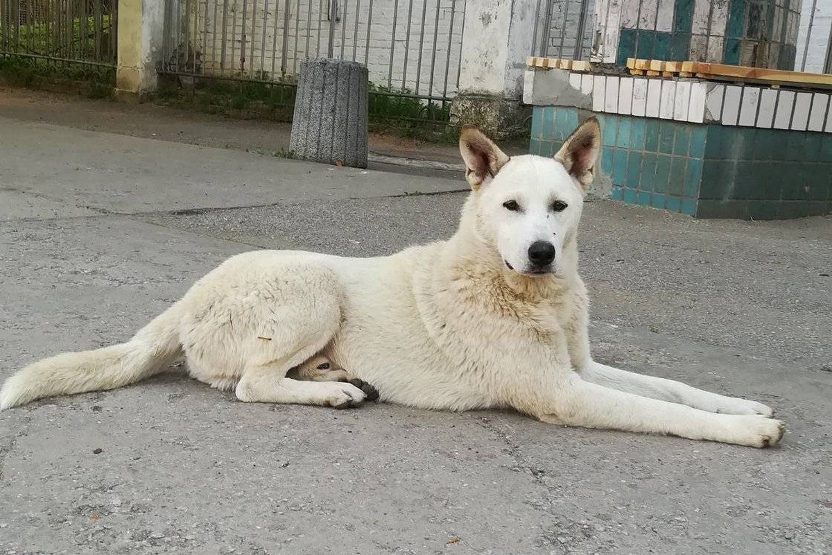 У Нікополі неймовірної краси самотній білий «вовк» шукає родину (фото)