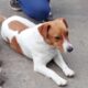 «Самостійно сів в електропотяг і поїхав в Нікополь»: зник пес Боня – допоможіть знайти!