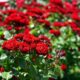 Нікопольські підприємці передали закладам освіти 450 саджанців троянд і 30 кг цибулин тюльпанів