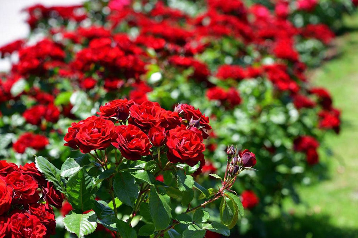 Нікопольські підприємці передали закладам освіти 450 саджанців троянд і 30 кг цибулин тюльпанів