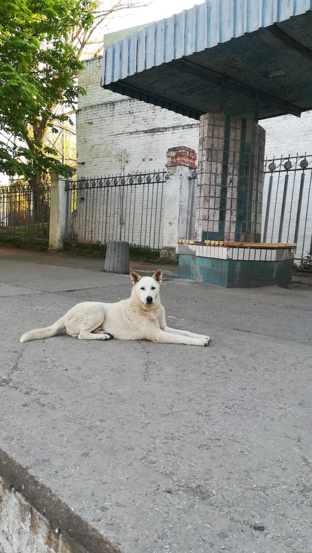 У Нікополі неймовірної краси самотній білий «вовк» шукає родину (фото)