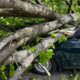 На Дніпропетровщині ліквідовують наслідки негоди: падали дерева і у Нікополі (фото, відео)